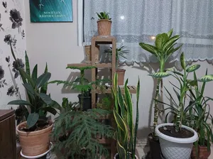 تجریه خرید استند گلدان مدل A06-B2