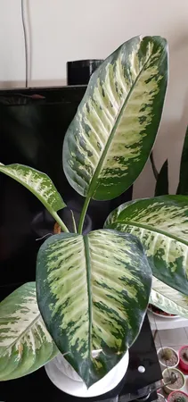 گیاه طبیعی دیفن باخیا گلیتال مدل GTL118