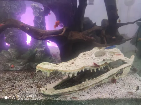 جمجمه تزیینی آکواریوم کد MS