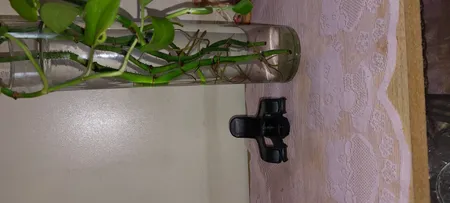 گیره نگهدارنده مدل 5425