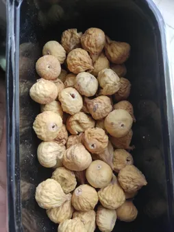 انجیر خشک اعلا اکبر راستگو -600 گرم