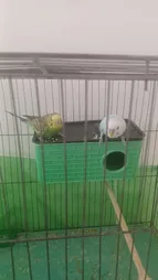 لانه پرنده مدل آجری کد 20109