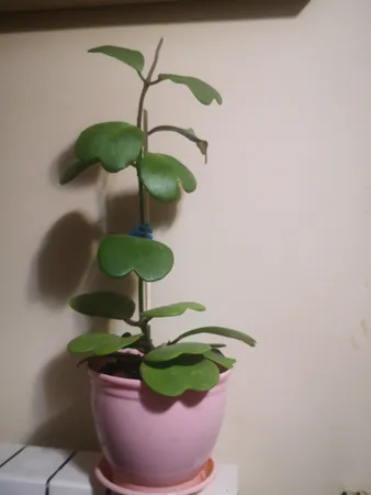 سیخ چوبی مدل X35 بسته 45 عددی