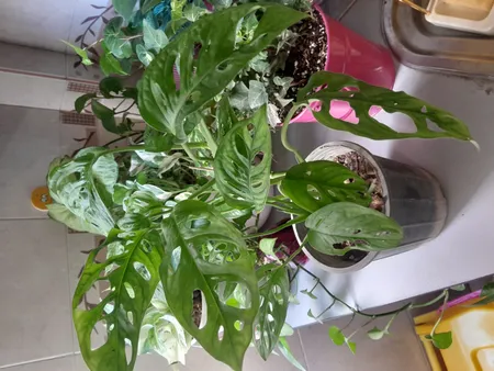 گیاه آپارتمانی پتوس حصیری کد hasir01