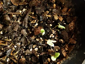 تجریه خرید بذر گل نیلوفر رونده الوان آذر سبزینه مدل A138