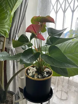 گیاه طبیعی آنتوریوم صورتی بنیس فلاور مدل A-01