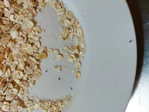 تجریه خرید جو دوسر پرک صبحانه فوری نوند - 1000 گرم