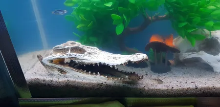 جمجمه تزیینی آکواریوم کد MS