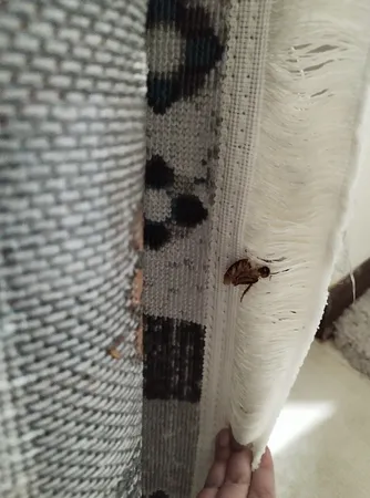 گلیم ماشینی دنیای فرش مدل نرگس نسکافه ای کد 2025