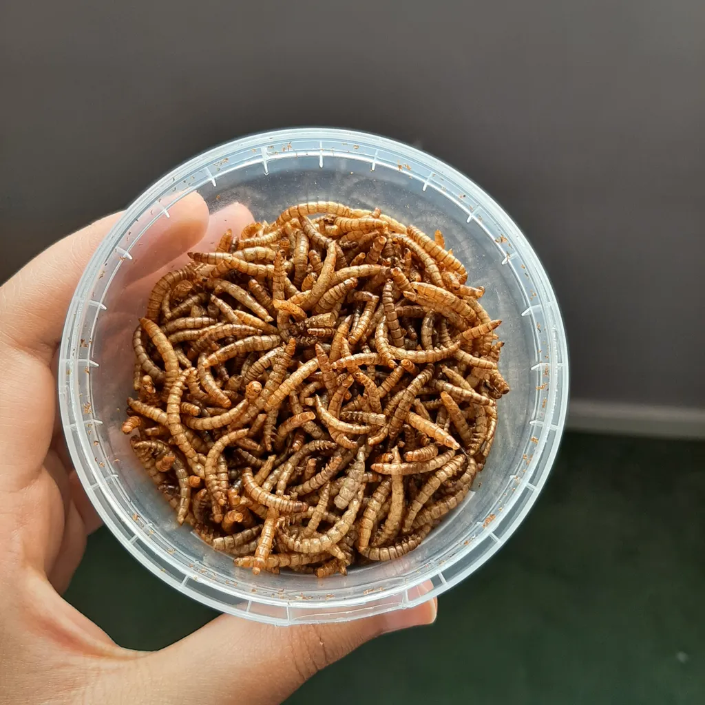 تشویقی عروس هلندی فود فارمز لند مدل میل ورم وزن 50 گرم