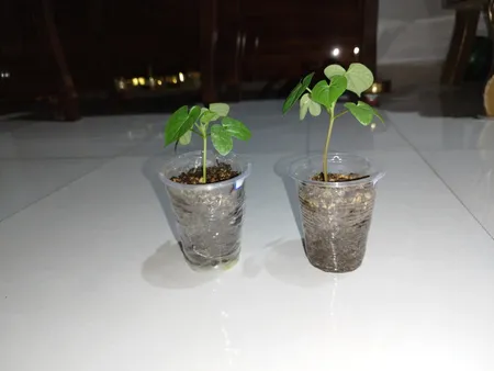 بذر گل نیلوفر رونده الوان گلبرگ پامچال کد GPF-093