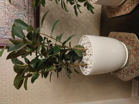 گل طبیعی فیکوس جنگلی تافکو کد 2030