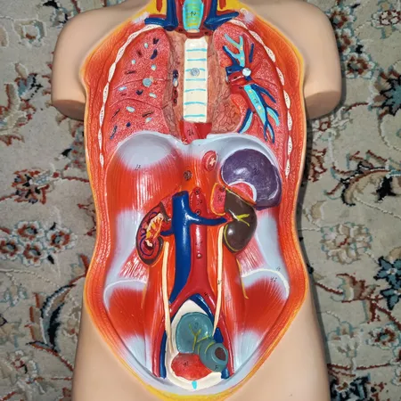 بازی آموزشی طرح مولاژ آناتومی بدن انسان مدل 4040