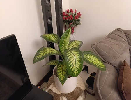 گل طبیعی دیفن باخیا تافکو کد 2029