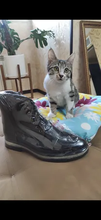 نیم بوت مردانه چرم عطارد مدل چرم طبیعی کد SH15