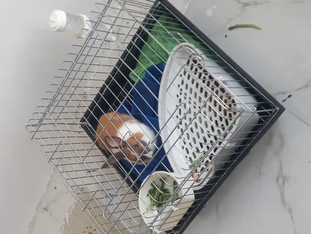 توالت خرگوش مدل 1033