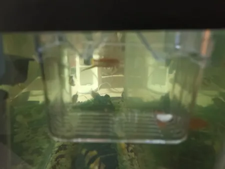 زایشگاه ماهی رویال مدل sn_113