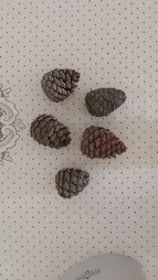 میوه تزیینی درخت کاج کد 62 مجموعه 5 عددی