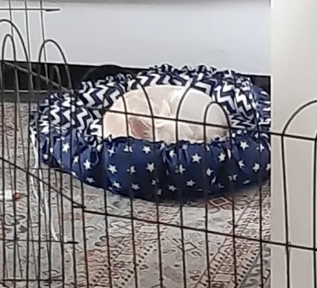 جای خواب سگ و گربه مدل mypet367