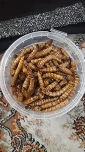 تجریه خرید غذای تشویقی مرغ مینا ولکانو سوپرورم کد SWM70 وزن 70 گرم