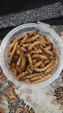 غذای تشویقی مرغ مینا ولکانو سوپرورم کد SWM70 وزن 70 گرم