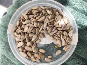 تجریه خرید مغز تخمه آفتابگردان خام ممتاز سرمد - 450 گرم بسته 2 عددی