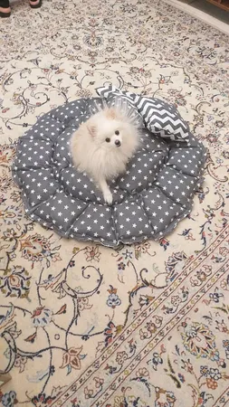 جای خواب سگ و گربه مدل mypet367