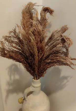 گل خشک مدل پامپاس پاک شده مجموعه 6 عددی