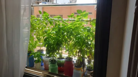 کود هیدروپونیک گرین چال مدل سوپرگرین حجم 600 میلی لیتر