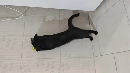 تشویقی دندانی گربه مدل آبنبات کت نیپ دار avo01