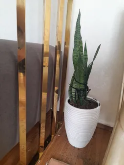 گیاه طبیعی سانسوریا کد AS-27