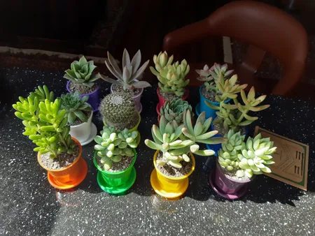 گیاه طبیعی کاکتوس و ساکولنت آیدین کاکتوس کد CB-009 بسته 12 عددی