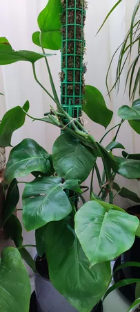 قیم بند مدل پایه دار با خزه بسته 2 عددی