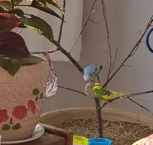 تجریه خرید سنگ بلوک معدنی پرندگان کد I200