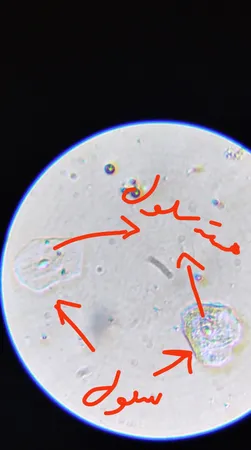 میکروسکوپ آیبکس مدل 1200 Zoombox Vision