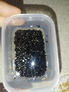 تجریه خرید بذر تره بذر طلایی برتر کد BZT-90