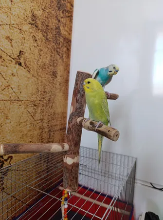 اسباب بازی پرندگان مدل نشیمنگاه طوطی طرح استند a6