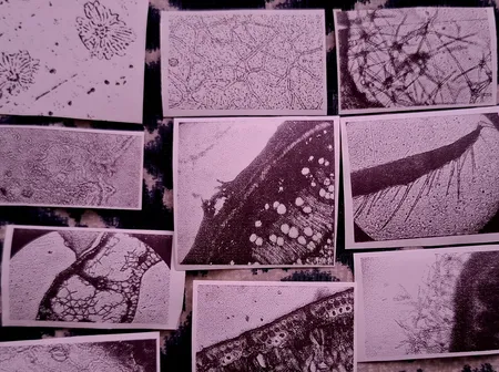 رول کاغذ پرینتر حرارتی مدل پشت چسبدار