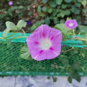 تجریه خرید بذر گل نیلوفر رونده الوان آذر سبزینه مدل A138