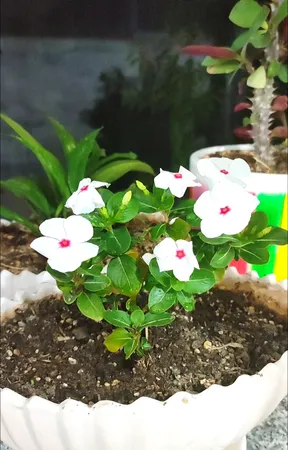 بذر پریوش سفید گیلدا کد 867