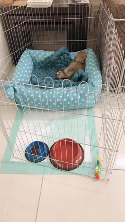 پارک سگ کد 01