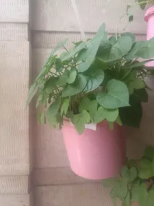 تجریه خرید بذر گل نیلوفر رونده الوان آذر سبزینه مدل A138