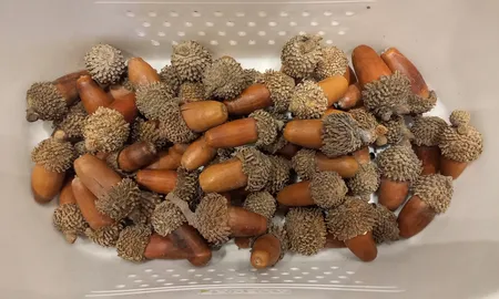 میوه تزیینی مدل بلوط بسته 20 عددی