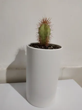 گلدان طرح استوانه مدل مهرنی 10-123