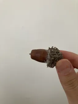 میوه تزیینی مدل بلوط بسته 10 عددی