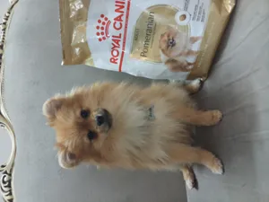 تجریه خرید غذای خشک سگ رویال کنین مدل pomeranian وزن 1.5 کیلوگرم
