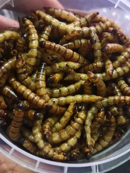 تشویقی عروس هلندی مدل سوپرورم وزن 60 گرم