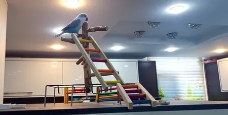 اسباب بازی پرندگان مدل نشیمنگاه طوطی طرح استند a6