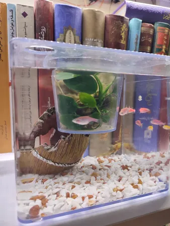 گلدان طرح آکواریوم کد ck106