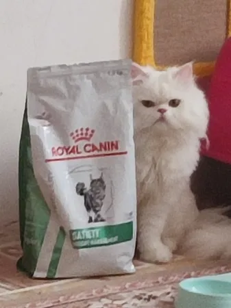 غذای خشک گربه رویال کنین مدل Satiety وزن 1.5 کیلوگرم